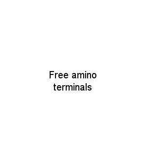Free amino terminals